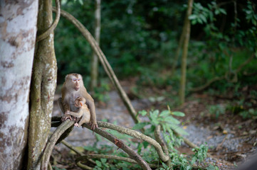 Monkeys and monkeys in the fertile forest