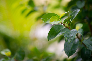 Beautiful green leaves in the rainy season. Natural concept
