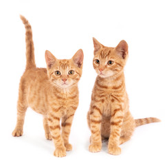 Two ginger kittens against a white background