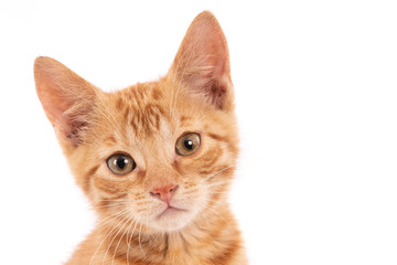 Portrait of a ginger kitten. White background.