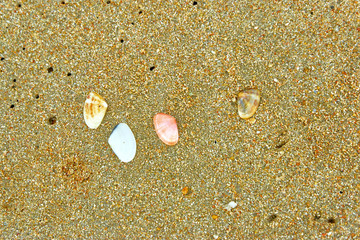 Small shells on the sand