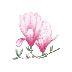 Watercolor flowers Magnolia. Exotic tropical flower for spa, relax, holiday. Arrangement with lily perfectly for printing design on invitations, cards, wall art and other.  Hand painted.