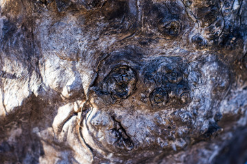 Close-up of dried tree bark.