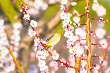 大阪城梅林のメジロ