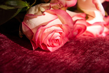 Lovely bouquet with big flowers of roses of bright pink and white color are laying on the bed with pink bedcover. Green leaves and thorns. Still life