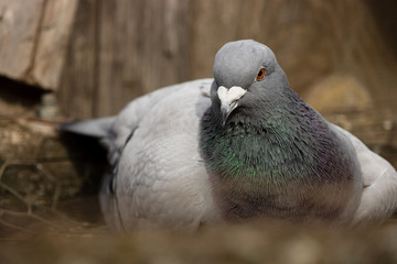 Fototapeta premium View of a seated pigeon.The domestic pigeon (Columba livia domestica) is a pigeon subspecies that was derived from the rock dove (also called the rock pigeon)
