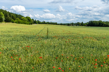 Field of cereal and orange colored poppy flowers