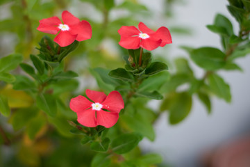 Background of natural flowers in a garden.
