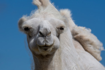 Low angle front portrait of a female white camel