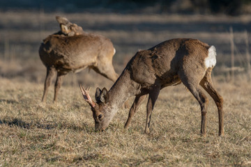 Male roe deer grazing in a field in spring sunlight
