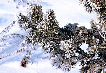 An amazing view of the branch of the pine tree touched by hoarfrost on the white snow background.