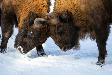 Strong wood bisons, bison bonasus, fighting on snow and pushing against each other with horns in a...