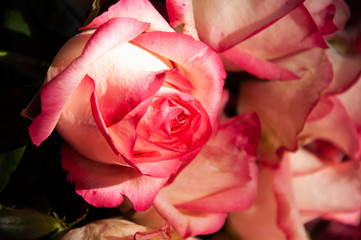 Lovely bouquet with big flowers of roses of bright pink and white color are laying on the bed with pink bedcover. Green leaves and thorns. Still life