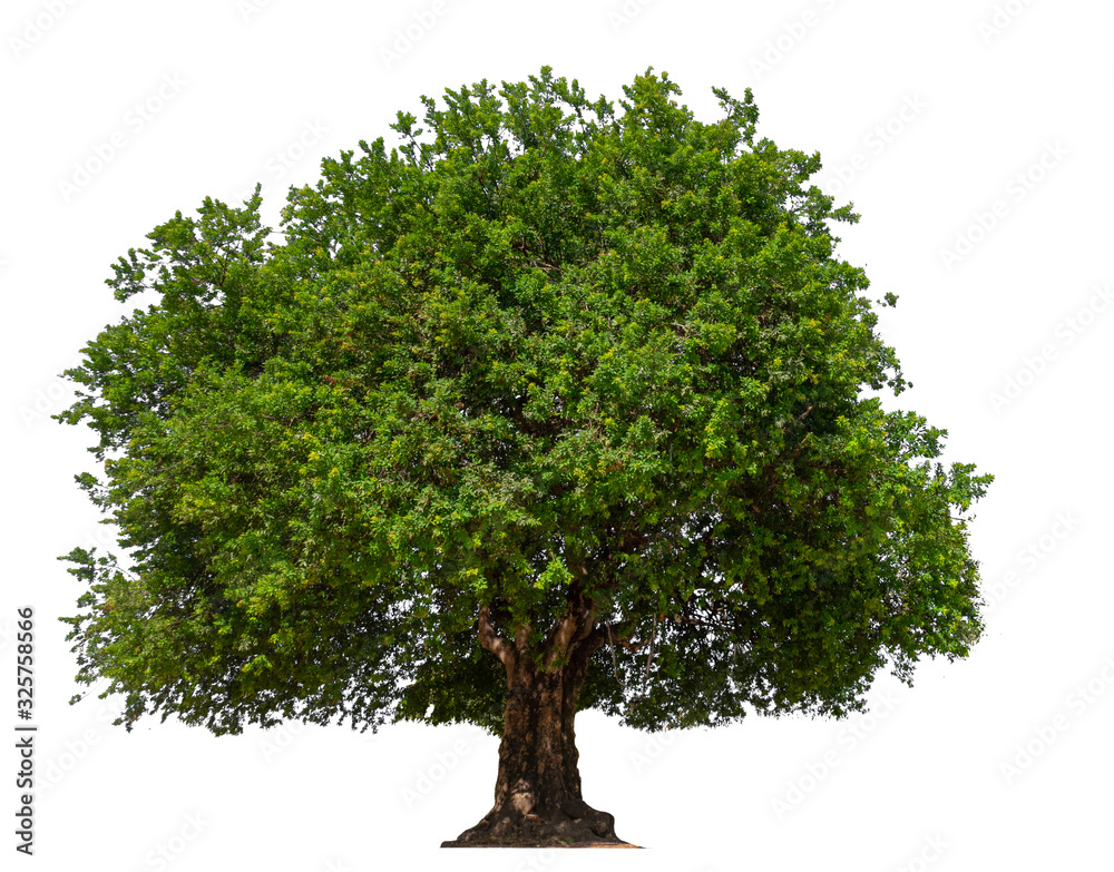 Poster isolated tree on white background
