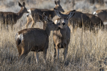Mule deer doe does