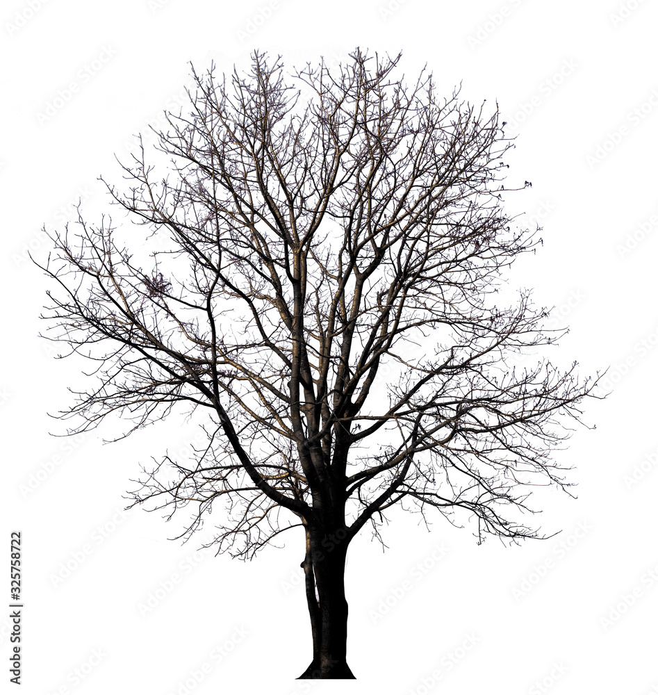 Poster isolated tree witout leave on white background