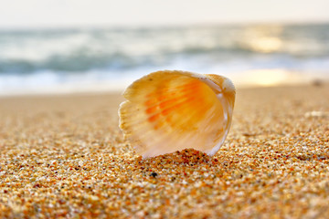 Seashells on the seashore