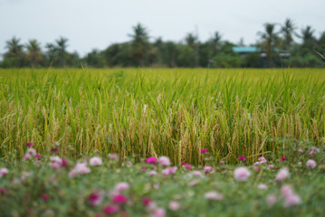 green and yellow rice field in Thailand with blur pink flower