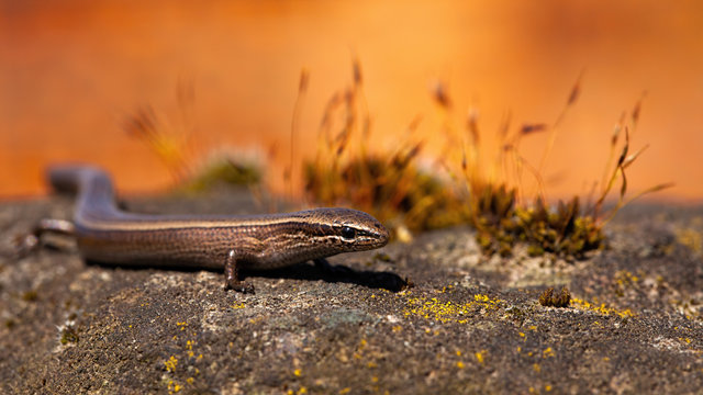 European copper skink, ablepharus kitaibelii, on a stone during autumnal sunset with orange background. Wild reptile with legs and dark brown skin in nature.