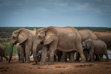 Fototapeta na wymiar Herd of elephants moving away from the waterhole
