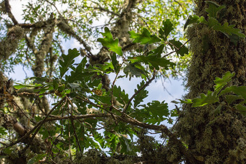 An oak with mistletoe in spring
