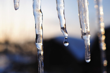 Naklejka na ściany i meble Icicles and a drop of meltwater in a rustic winter landscape in the sunset rays is a very close-up. Snow melting. The beginning of spring and the warm season, the end of winter. Strong macro