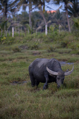 Obraz premium Buffalo bathing in a beautiful field in a countryside, located in the Sound of Vietnam.