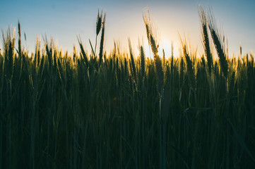Golden wheat ears in the wheat field, sunset light
