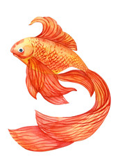 Fototapeta premium Watercolor hand drawn golden fish illustration. Can be used as print, postcard, packaging design, element design, template, textile design,sticker, tattoo and so on.