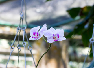 Close-up of two purple orchids