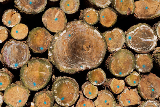 Holz-Hintergrund: Detailansicht der markierten Querschnitte gestapelter Nadelholzstämme