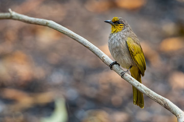 Stripe-throated Bulbul perching on liana looking into a distance