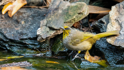 Stripe-throated Bulbul at a small pond drinking water