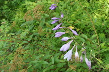 The names of the flowers are Plantain lily and Hosta