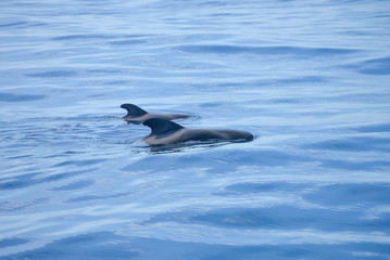 pretty little whales visible on excursions on the island of Tenerife