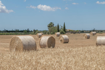 Balas de alpaca apiladas en linea