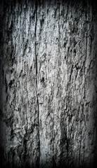 Background rude wood texture