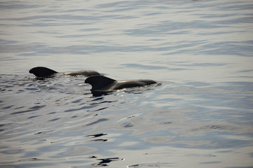 Naklejka premium pretty little whales visible on excursions on the island of Tenerife