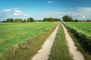 Fototapeta na wymiar Straight dirt road through green fields, view on a sunny day, Nowiny, Poland