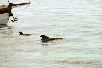 pretty little whales visible on excursions on the island of Tenerife