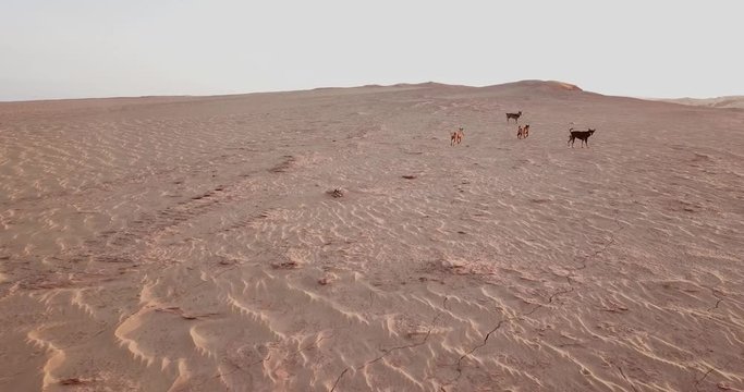 Pack of stray dogs running in a desert during a sunset in red sand dune, Mui Ne, Vietnam