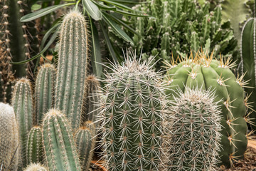 cactus in garden