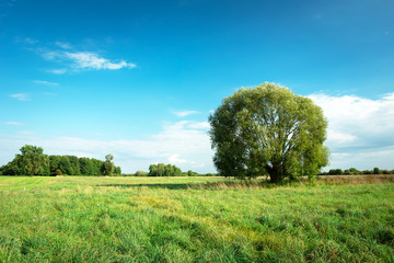 Fototapeta na wymiar Large willow tree growing on a green meadow and blue sky, Nowiny, Poland