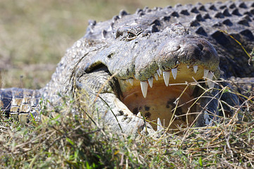 Fototapeta premium Crocodile near the shore