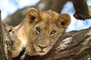 Young lion in a tree