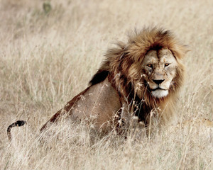 African lion