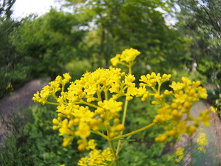 Obraz premium Patrinia scabiosifolia flower in botanical garden