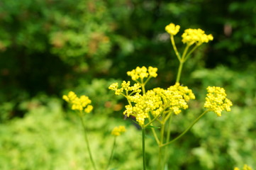 Patrinia scabiosifolia flower in botanical garden