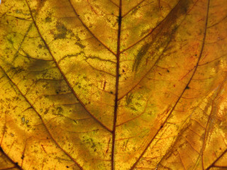 Obraz premium full frame close up of an orange brown autumn leaf showing veins and cells