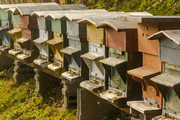 Fototapeta na wymiar Rows of colorful bee hives on the side of a hill